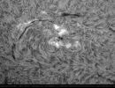 2021/22 entstanden mithilfe des Lunt-Teleskops eine Reihe beeindruckender Sonnenaufnahmen: Hier ein Detail der Sonnenoberfläche, fotografiert am 25. September 2021